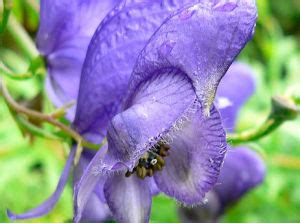 舟形烏頭|舟形烏頭 (Aconitum napellus) 照顧，種植，繁殖，開花時間